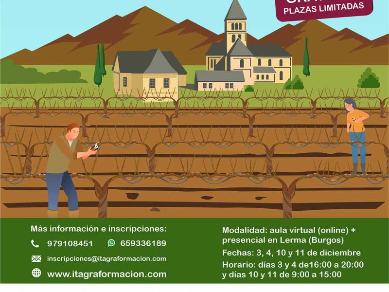 Poda de respeto en viñedo